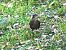 Merla (Turdus merula) © Miquel Casas Guirao