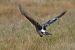 Gaig  - J Gabriel Gallart Cajo