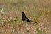 Merla (Turdus merula) © J Gabriel Gallart Cajo