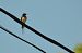 Oreneta vulgar (Hirundo rustica) © J Gabriel Gallart Cajo