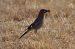 Gaig (Garrulus glandarius) © J Gabriel Gallart Cajo