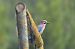 Gaig (Garrulus glandarius) © J Gabriel Gallart Cajo