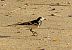 Cuereta blanca vulgar (Motacilla alba) © Miquel Casas Guirao