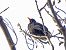 Merla (Turdus merula) © Miquel Casas Guirao
