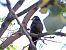Merla (Turdus merula) © Miquel Casas Guirao