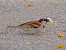 Pardal comú (Passer domesticus) © Miquel Casas Guirao