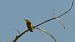 Abellerol (Merops apiaster) © J Gabriel Gallart Cajo
