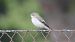 Mastegatatxes (Ficedula hypoleuca) © J Gabriel Gallart Cajo