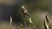 Cadernera (Carduelis carduelis) © J Gabriel Gallart Cajo