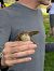 Common Reed Warbler - Alex Gamiz