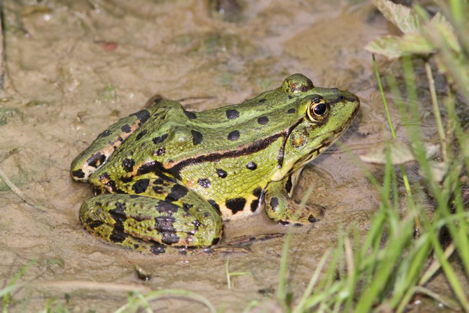 Grenouille commune - Georges Bedrines
