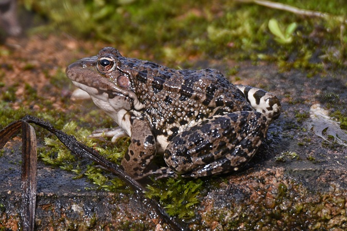 Grenouille verte indéterminée (Pelophylax sp.) - Roger Soudagne
