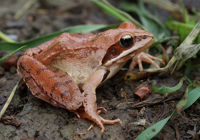 Grenouille agile - Georges Bedrines