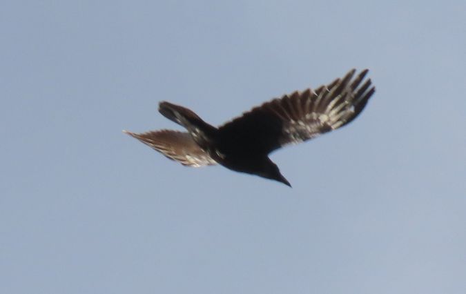 Grand Corbeau  - Antoinette Fleixas