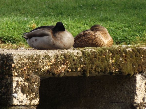 Canard colvert  - Magali Hivert
