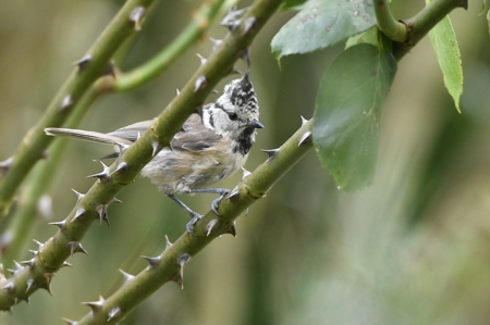 Mésange huppée  - Valérie Bruneau-Querey