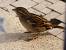House Sparrow 