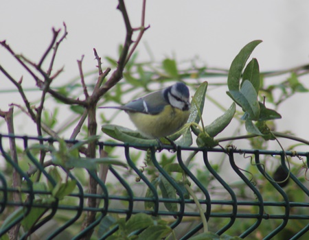 Mésange bleue  - Karine Le Bail