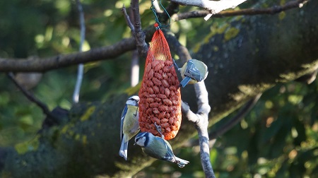 Mésange bleue 