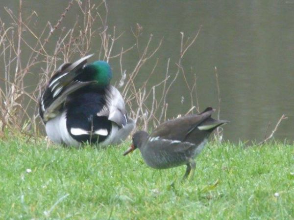 Gallinule poule-d'eau 