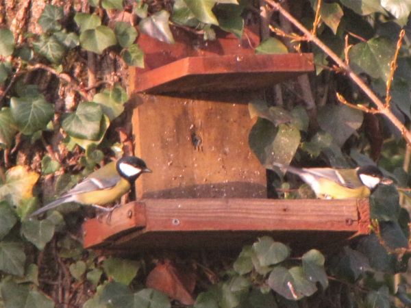 Great Tit  - Jérôme Girod