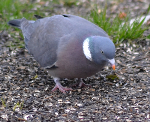 Pigeon ramier  - Thierry Michaux