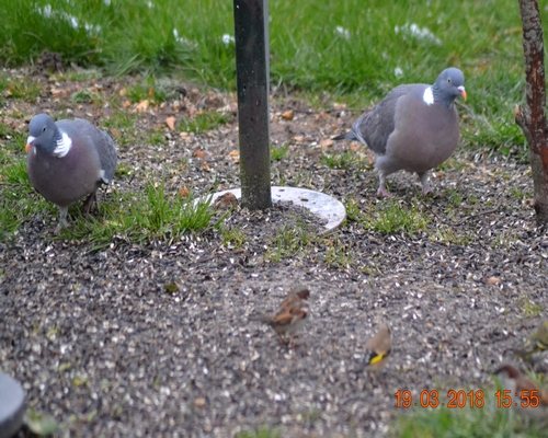 Pigeon ramier  - Thierry Michaux
