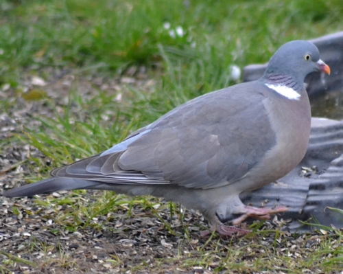 Pigeon ramier  - Thierry Michaux