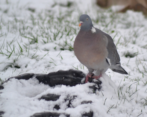 Pigeon ramier  - Thierry Michaux