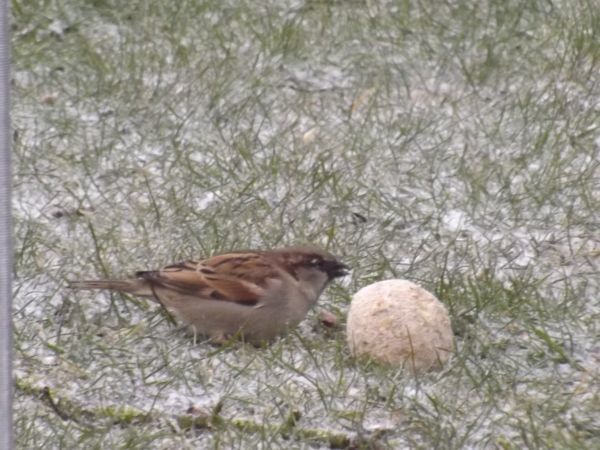 Moineau domestique  - Bernard Guffroy