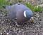 Pigeon ramier  - Thierry Michaux