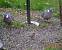 Pigeon ramier  - Thierry Michaux
