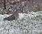 Pigeon ramier  - Thierry Michaux