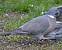 Pigeon ramier  - Thierry Michaux