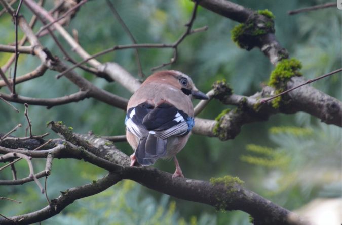 Geai des chênes  - Lucas Maisonnier
