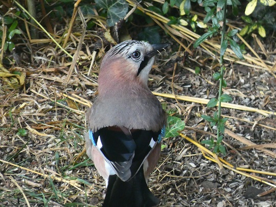 Geai des chênes  - Remy Simon
