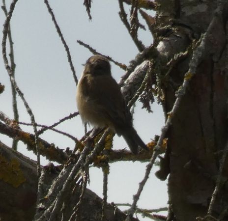 Pouillot véloce  - Magali Hivert