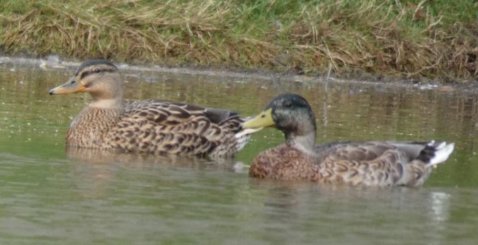 Canard colvert  - Magali Hivert