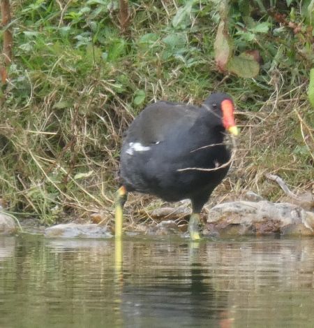 Gallinule poule-d'eau  - Magali Hivert