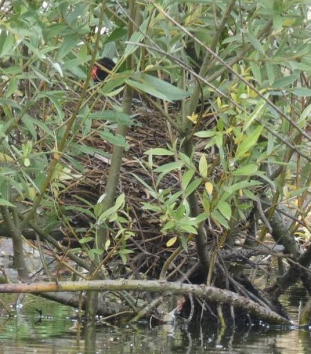 Gallinule poule-d'eau  - Magali Hivert