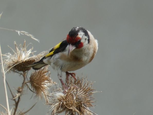 Chardonneret élégant  - Magali Hivert