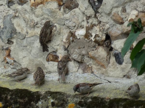 Moineau domestique  - Magali Hivert