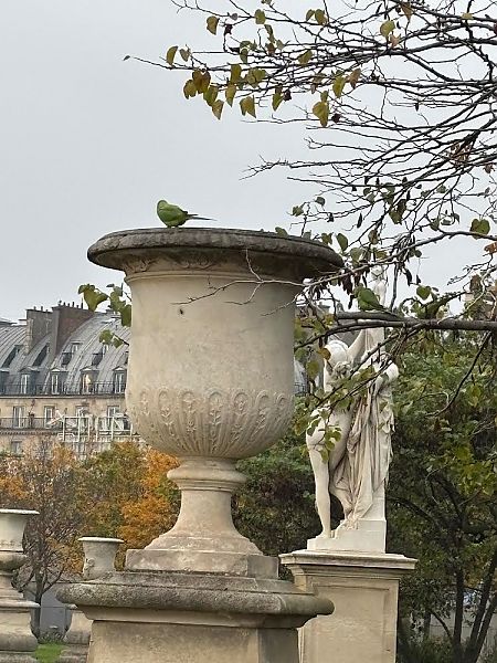 Perruche à collier  - Margery Santos