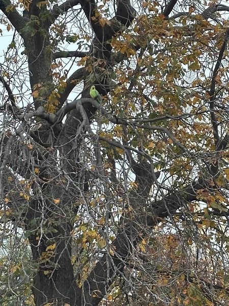Rose-ringed Parakeet  - Margery Santos