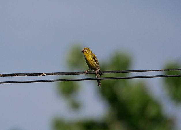 Serin cini  - Frere Baptiste