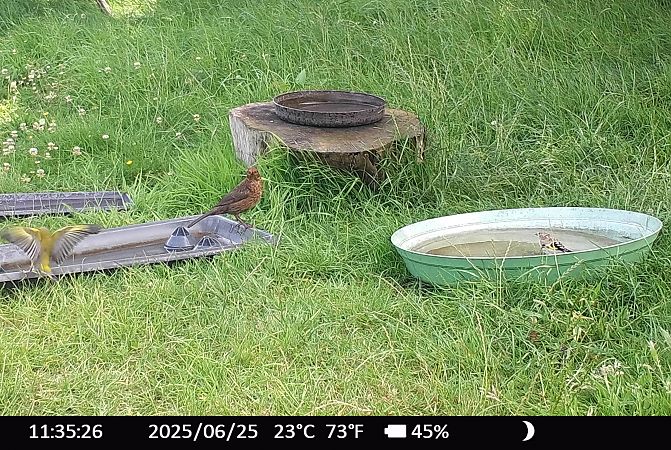 Chardonneret élégant  - Xavier Grevet