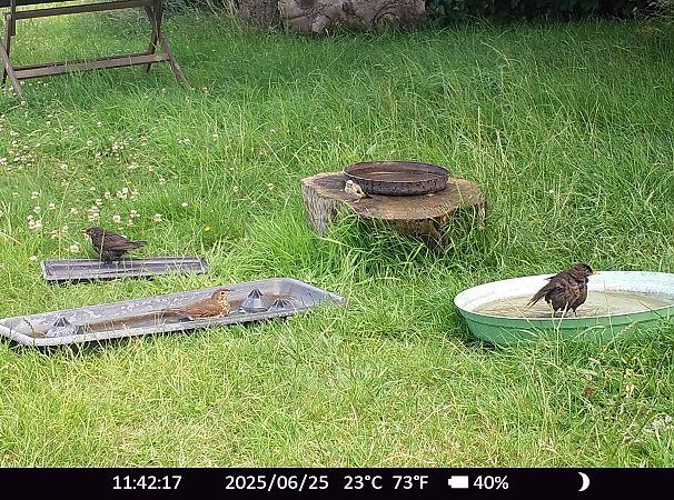 Chardonneret élégant  - Xavier Grevet