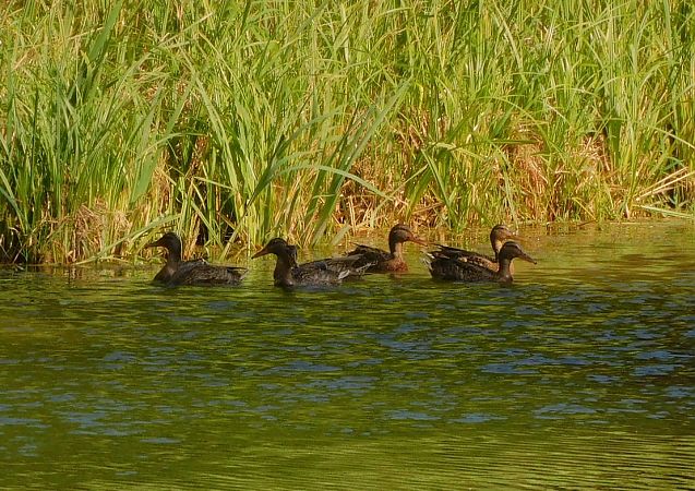 Canard colvert  - Veronique Lobjoie