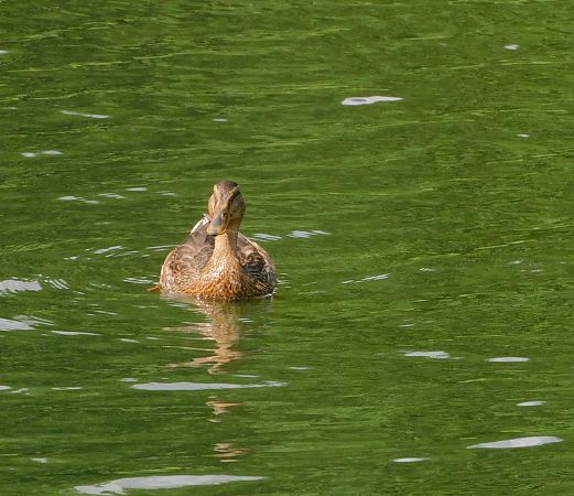 Canard colvert  - Veronique Lobjoie