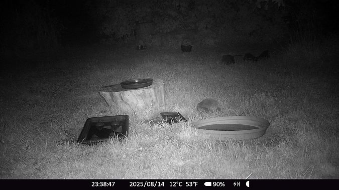 Hérisson d'Europe  - Xavier Grevet